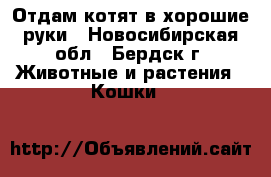 Отдам котят в хорошие руки - Новосибирская обл., Бердск г. Животные и растения » Кошки   